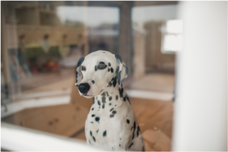 What is Canine Separation Anxiety?